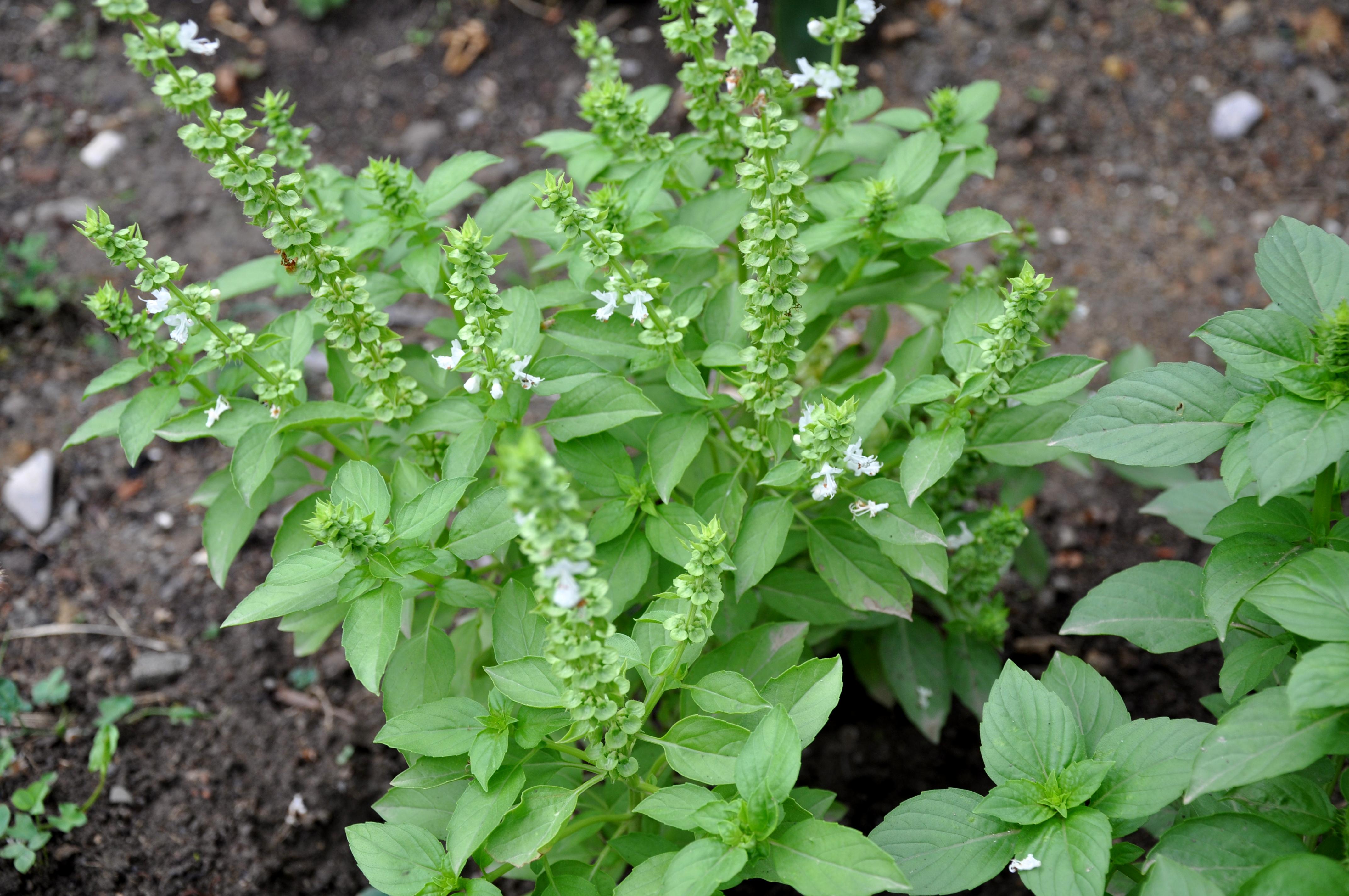 Ocimum gratissimum
